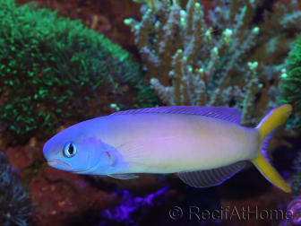 WYSIWYG Hoplolatilus luteus