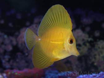 WYSIWYG Zebrasoma scopas super Yellow 5-6cm