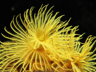 Sabelle sp. Jaune