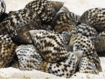 Planaxis sulcatus 1-2cm
