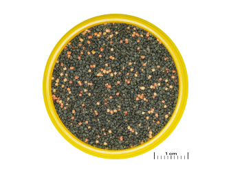 JBL PRONOVO GUPPY GRANO S 100ml CLICK/