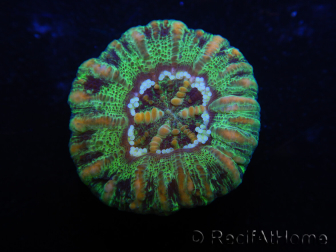 WYSIWYG Micromussa pacifica Scolymia Croc Island C6 XS 2cm
