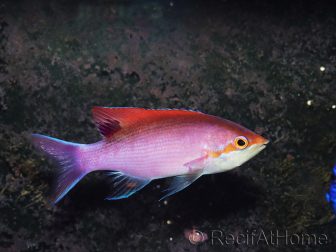 Pseudanthias tuka mâle 7-9 cm