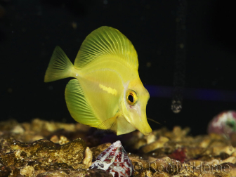 Zebrasoma flavescens Elevage Biota Acclimatés 5 mois 6-8 cm WYSIWYG 