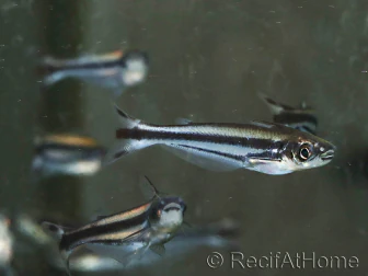 Eutropiellus debauwi