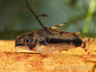 Corydoras habrosus (Amérique du Sud)