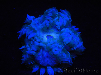 WYSIWYG Phymanthus crucifer (ex : Epicystis) 19
