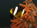 Amphiprion clarkii Elevage France 4-6 cm