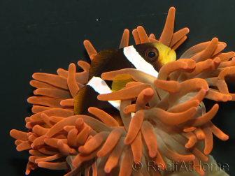 Amphiprion clarkii Cría Francia 4-6 cm