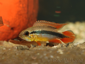 APISTOGRAMMA AGASSIZII fire red (Amérique du Sud)
