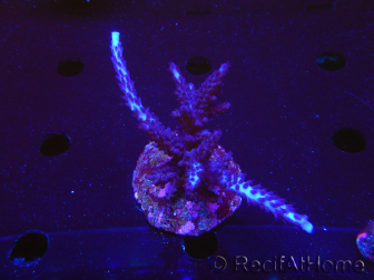 WYSIWYG-Acropora sp AUSTRALIE Minicolonie 9