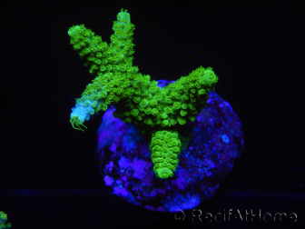 WYSIWYG-Acropora sp AUSTRALIE Minicolonie 12