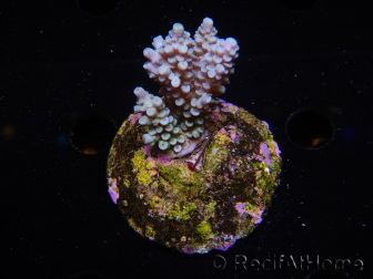 WYSIWYG-Acropora sp AUSTRALIE Minicolonie 15