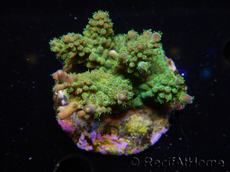 WYSIWYG-Acropora sp AUSTRALIE Minicolonie 17