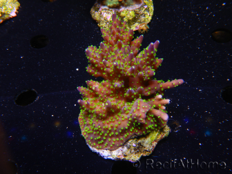 WYSIWYG-Acropora sp AUSTRALIE Minicolonie 19