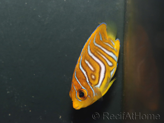 Pygoplithe diacanthus Special patern élevage Bali aquarich WYSIWYG 3 2,5-3,5cm