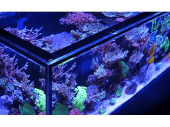 Peninsula G3 S-950 Redsea