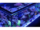 Peninsula G3 S-950 Redsea