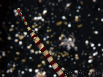 Doryrhamphus dactyliophorus 7-9 cm