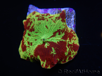 WYSIWYG Discosoma Jawbreaker ULTRA F6