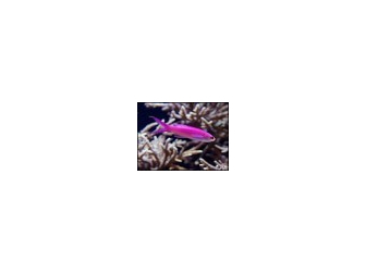 Pseudanthias tuka mâle