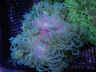 Macrodactyla doreensis pied rouge polype vert
