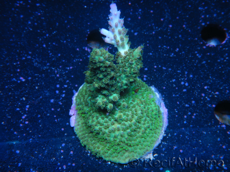 WYSIWYG-Acropora sp Minicolonie (Mariculture Indo acclimaté sous LED) 1
