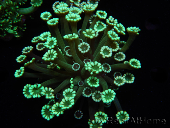 WYSIWYG Alveopora Blue Stem 17C6