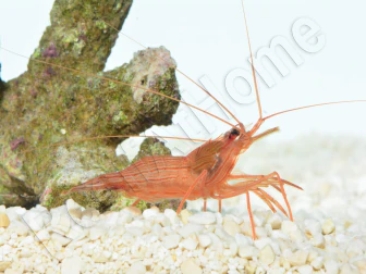 Lysmata wurdemanni Élevage  France 2-3 cm RAH