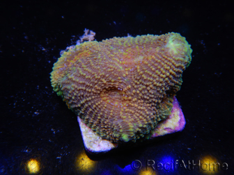 WYSIWYG Acanthastrea subechinata 12J6