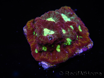 WYSIWYG Favia Redsplash 12Q3