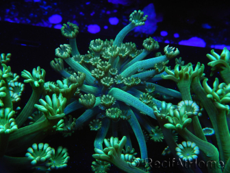 WYSIWYG Alveopora Jungle Vine 17B1