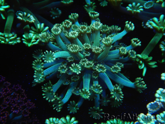 WYSIWYG Alveopora Jungle Vine 17B2