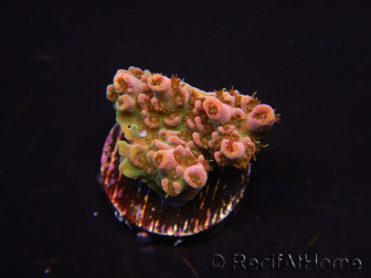 WYSIWYG RAH Acropora Eye Candy 5D4