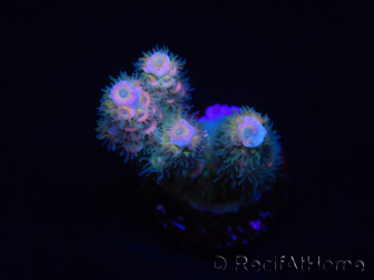 WYSIWYG RAH Acropora tenuis Blueish 5E4