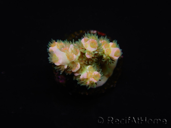 WYSIWYG RAH Acropora tenuis 5E1