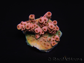 WYSIWYG RAH Acropora Eye Candy 5D1