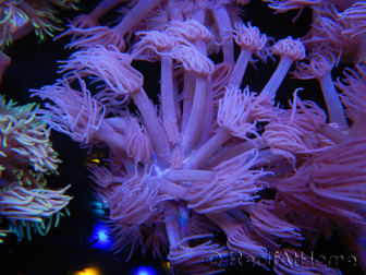 WYSIWYG Goniopora Purple 19C6
