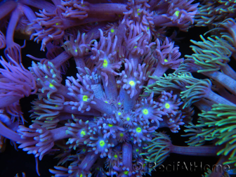 WYSIWYG Goniopora Yellow Mouth 19E2