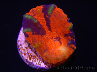 WYSIWYG Homophyllia australis (ex Scolymia) Frag 15