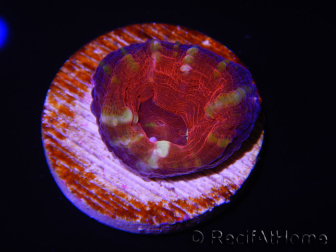WYSIWYG Homophyllia australis (ex Scolymia) Frag 19