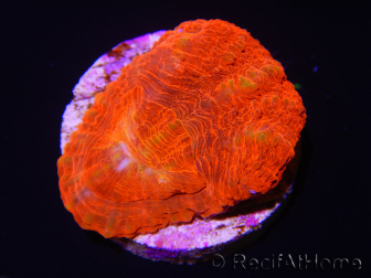 WYSIWYG Homophyllia australis (ex Scolymia) Frag 20