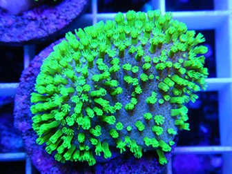 Sarcophyton, Xenia, Sinularia