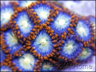 Zoa Maricultuur geacclimatiseerd