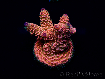Acropora Marikultur