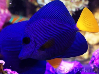 Pesce Chirurgo