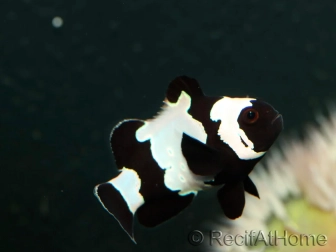 Anemonenfische