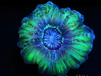 Cynarina, Acanthophyllia