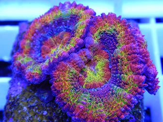 Acanthastrea, Micromussa