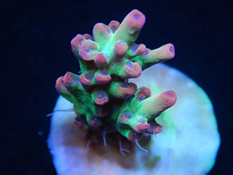 Acropora Ultra Signature